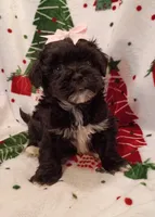 Hallie, a female Havapoo for sale in Stoutland, MO – 6 of 6