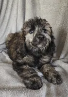 Simon, a male Poodle - Standard  for sale in Stoutland, MO – 3 of 10