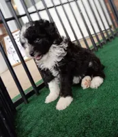 Lady, a female Poodle - Miniature  and Miniature Aussiedoodle for sale in Stoutland, MO – 7 of 8