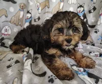 Cici, a female Yorkipoo for sale in Stoutland, MO – 6 of 7
