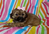 Cora, a female Shih Tzu for sale in Stoutland, MO – 5 of 5