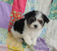 Layla, a female Maltipoo and Yorkshire Terrier for sale in Stoutland, MO – 1 of 9