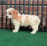 Trixie, a female Cavachon for sale in Stoutland, MO – 5 of 10