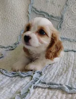 Trixie, a female Cavachon for sale in Stoutland, MO – 9 of 10