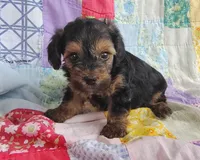 Nathaniel , a male Yorkipoo for sale in Stoutland, MO – 2 of 8