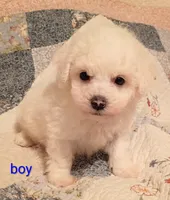 Kale, a female Bichon Frise for sale in Stoutland, MO – 1 of 1