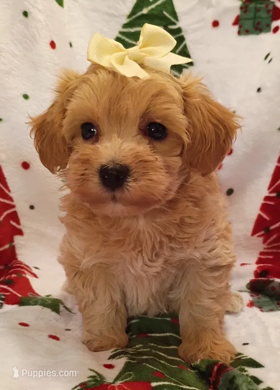 Maddie – Maltipoo puppy for sale in Stoutland, MO