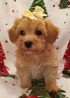 Maddie, a female Maltipoo for sale in Stoutland, MO – 1 of 7