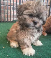 Christie, a female Shih Tzu for sale in Stoutland, MO – 2 of 5