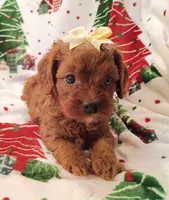 Laura, a female Cavapoo for sale in Stoutland, MO – 8 of 8