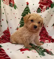 Matthew , a male Maltipoo for sale in Stoutland, MO – 2 of 3
