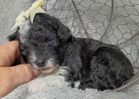 Aurora , a female Poodle - Miniature  and Miniature Aussiedoodle for sale in Stoutland, MO – 5 of 5