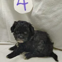 Cory, a male Shihpoo for sale in Stoutland, MO – Photo 5 of 6