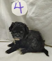 Cory, a male Shihpoo for sale in Stoutland, MO – Photo 5 of 6