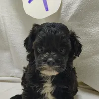 Cory, a male Shihpoo for sale in Stoutland, MO – Photo 3 of 6
