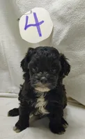 Cory, a male Shihpoo for sale in Stoutland, MO – Photo 2 of 6