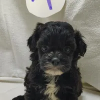 Cory, a male Shihpoo for sale in Stoutland, MO – Photo 1 of 6