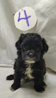 Cory, a male Shihpoo for sale in Stoutland, MO – Photo 1 of 6