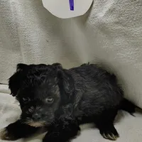 Cory, a male Shihpoo for sale in Stoutland, MO – Photo 4 of 6
