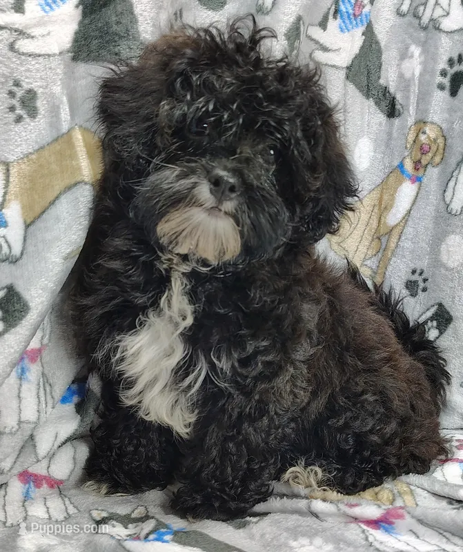 Cory – Shihpoo puppy for sale in Stoutland, MO