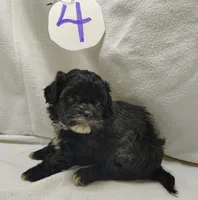 Cory, a male Shihpoo for sale in Stoutland, MO – Photo 4 of 6