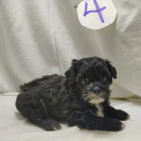 Cory, a male Shihpoo for sale in Stoutland, MO – Photo 6 of 6