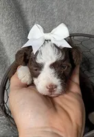 Belle, a female Poodle - Miniature  and Miniature Aussiedoodle for sale in Stoutland, MO – 3 of 7