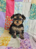 Leo, a male Maltipoo and Yorkshire Terrier for sale in Stoutland, MO – 2 of 9