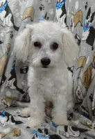 Roscoe, a male Poochon for sale in Stoutland, MO – Photo 6 of 10