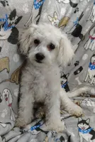 Roscoe, a male Poochon for sale in Stoutland, MO – Photo 5 of 10