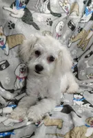 Roscoe, a male Poochon for sale in Stoutland, MO – Photo 10 of 10