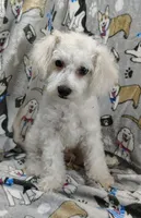 Roscoe, a male Poochon for sale in Stoutland, MO – Photo 2 of 10