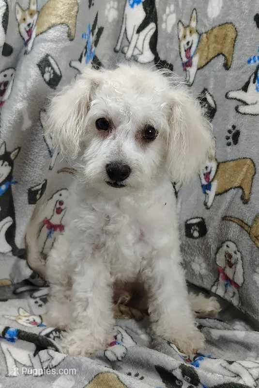 Roscoe, a male Poochon for sale in Stoutland, MO – Photo 1 of 10