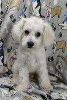 Roscoe, a male Poochon for sale in Stoutland, MO – Photo 1 of 10