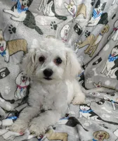 Roscoe, a male Poochon for sale in Stoutland, MO – Photo 8 of 10