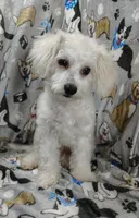 Roscoe, a male Poochon for sale in Stoutland, MO – Photo 3 of 10