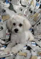 Roscoe, a male Poochon for sale in Stoutland, MO – Photo 9 of 10