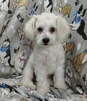 Roscoe, a male Poochon for sale in Stoutland, MO – Photo 4 of 10