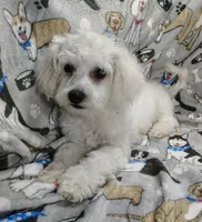 Roscoe, a male Poochon for sale in Stoutland, MO – Photo 7 of 10