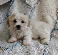 Cody, a male Havanese for sale in Stoutland, MO – 2 of 7