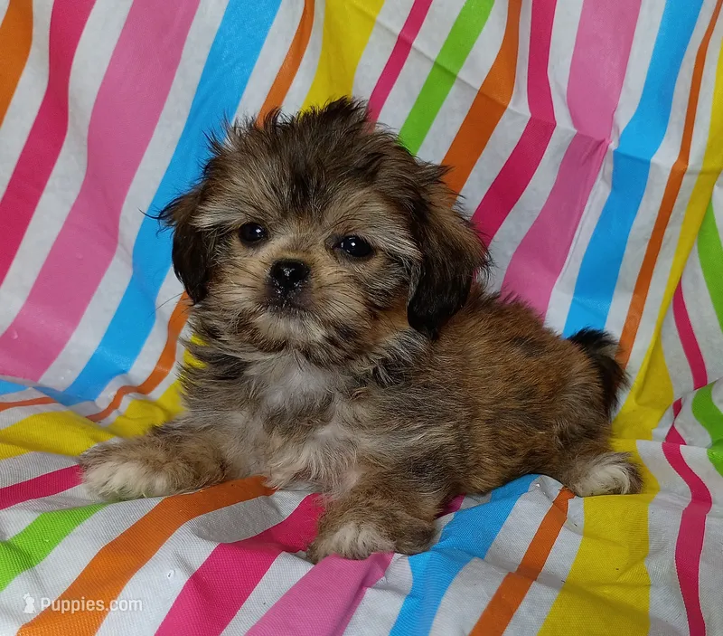 Lincoln – Havanese, Shih Tzu puppy for sale in Stoutland, MO