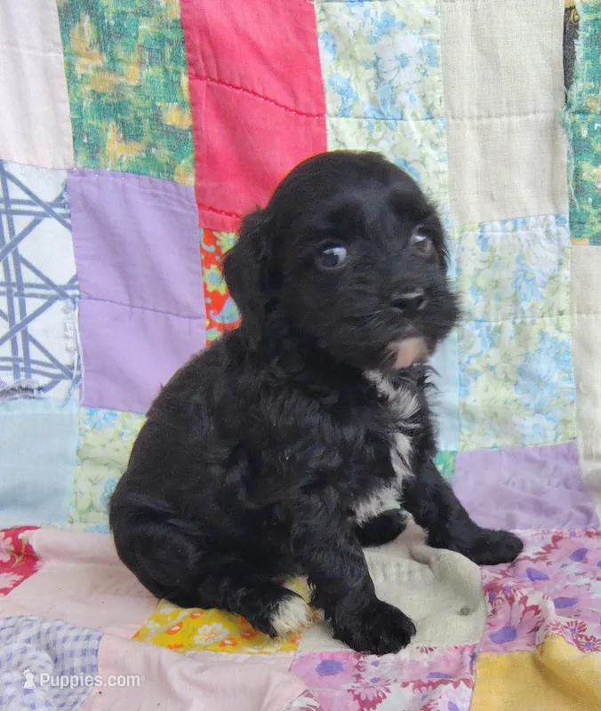 Amanda  – Cavapoo, Poodle - Miniature  puppy for sale in Stoutland, MO