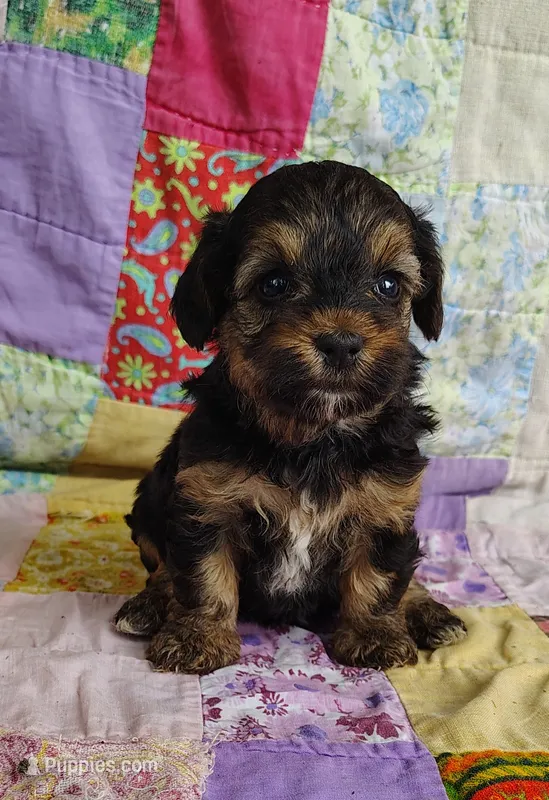 Cici – Yorkipoo puppy for sale in Stoutland, MO