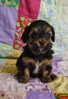 Cici, a female Yorkipoo for sale in Stoutland, MO – 1 of 9