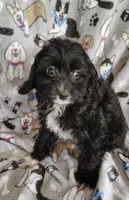 Allen, a male Cavapoo and Poodle - Miniature  for sale in Stoutland, MO – 3 of 7