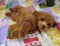 Simon, a male Poodle - Miniature  for sale in Stoutland, MO – 1 of 4