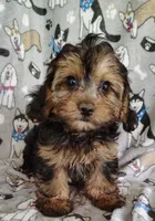 Nathaniel, a male Yorkipoo for sale in Stoutland, MO – 2 of 6