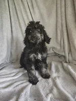 Sully, a male Poodle - Standard  for sale in Stoutland, MO – 3 of 8
