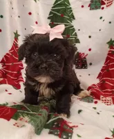 Hallie, a female Havapoo for sale in Stoutland, MO – 3 of 6