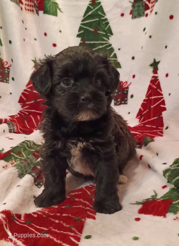Henry  – Havapoo puppy for sale in Stoutland, MO